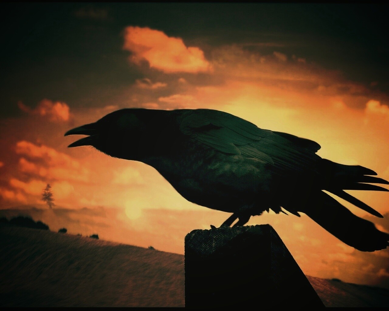 Чёрный ворон обои