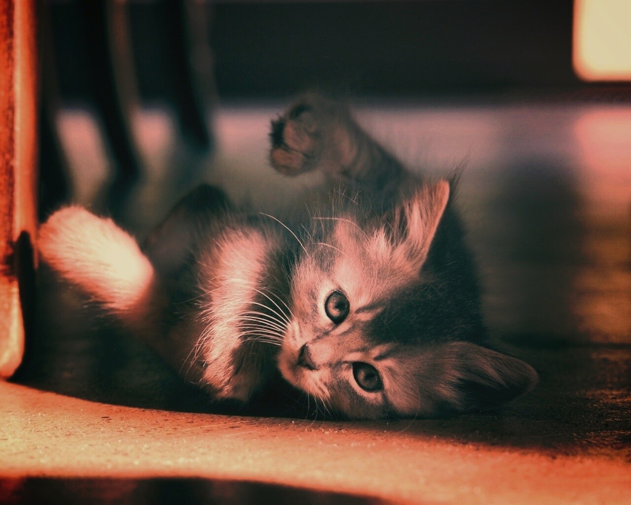 Котенок играет под стулом обои