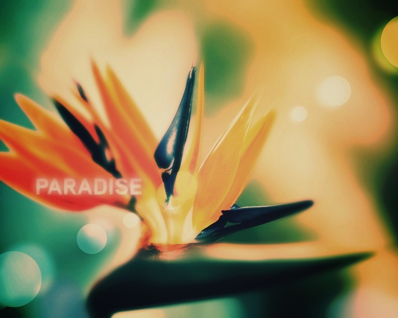 Paradise обои