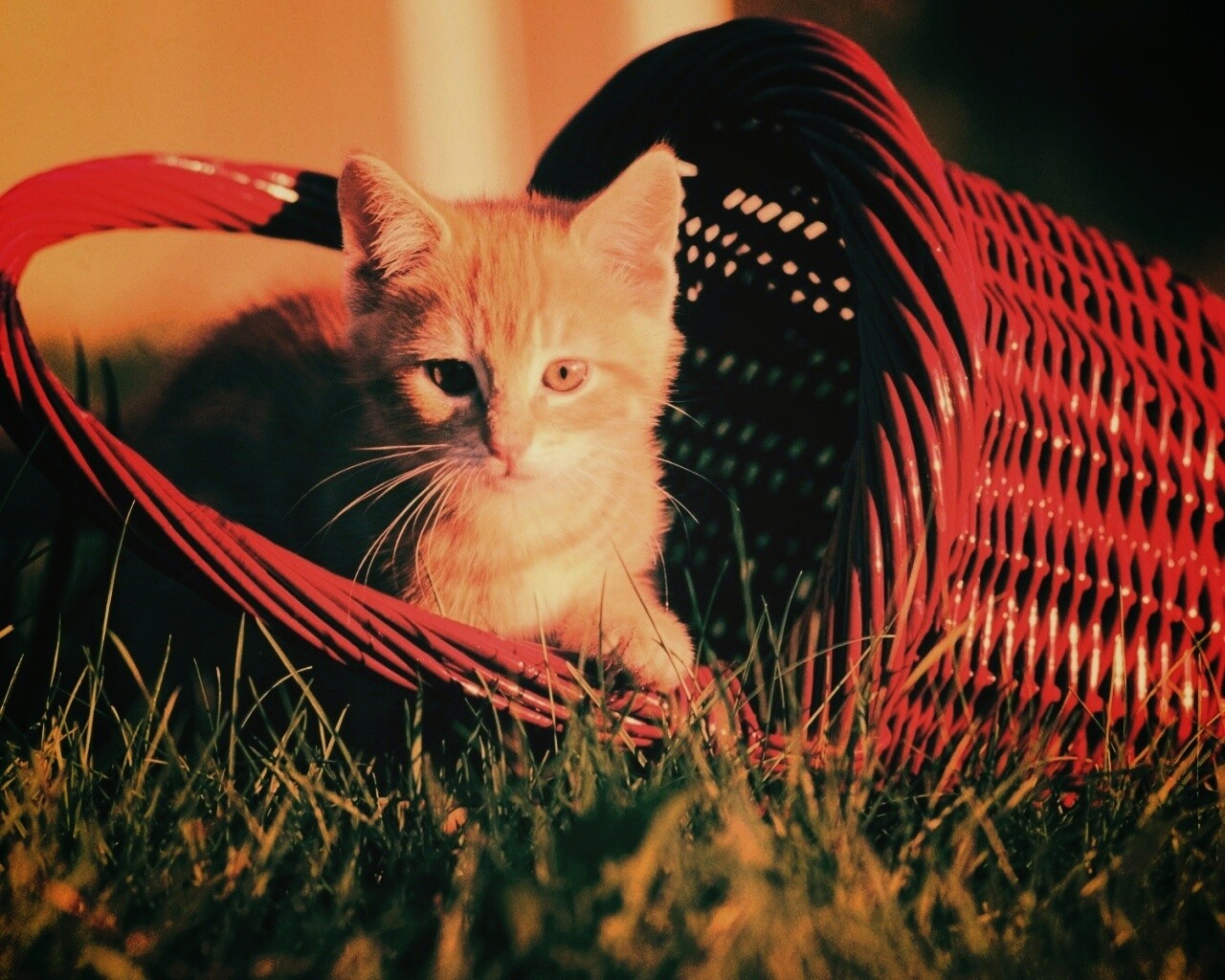 Рыжий котенок в корзине обои