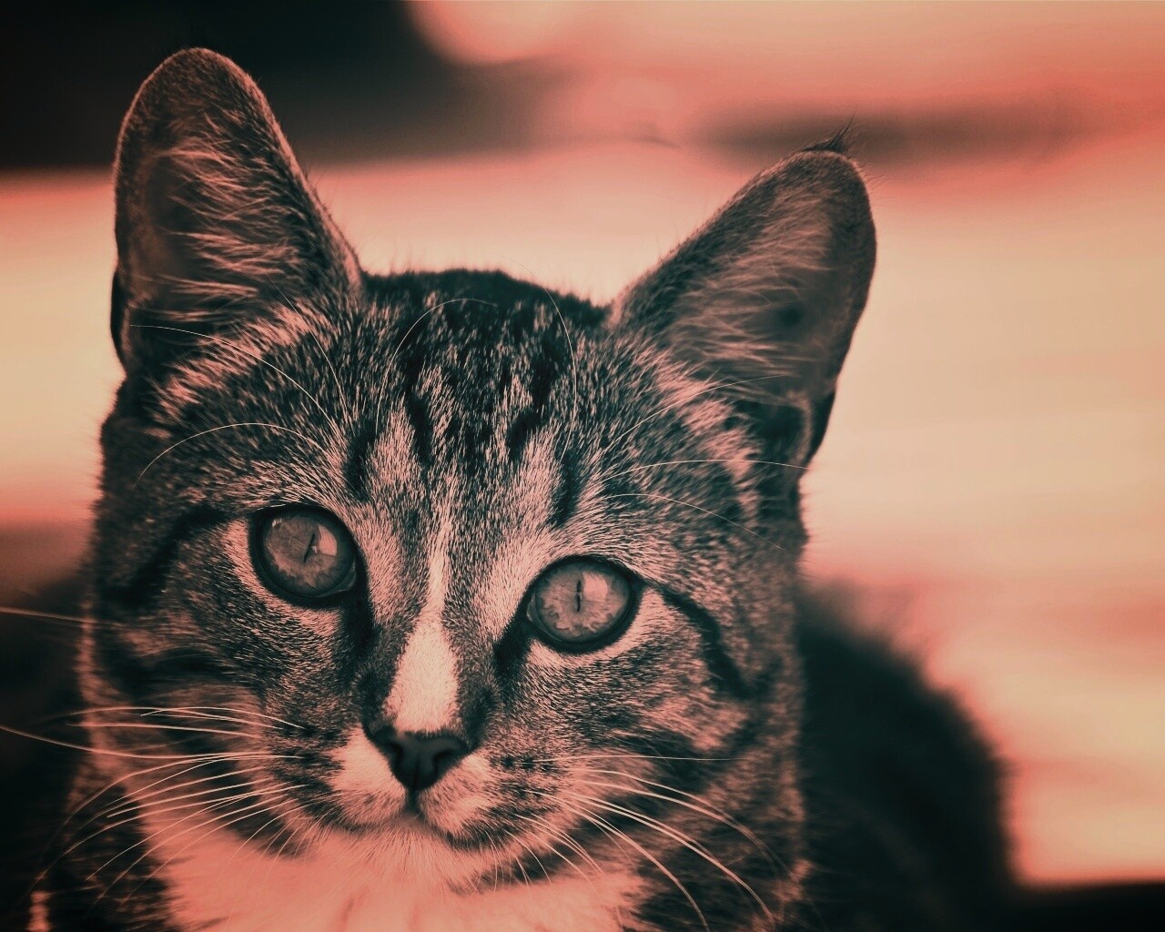 Кот обои