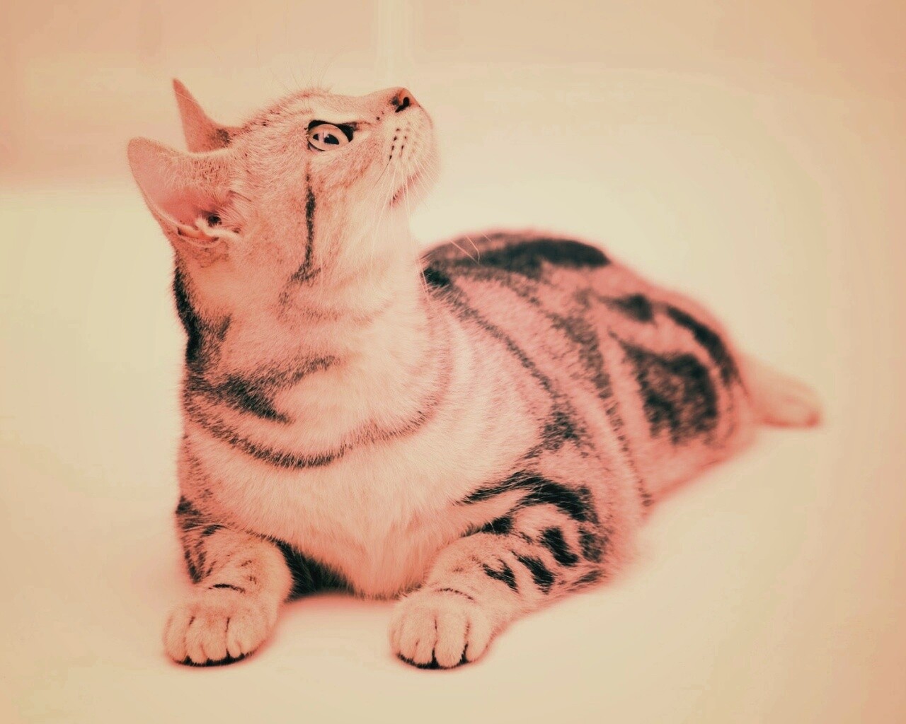 Котэ смотрит наверх обои