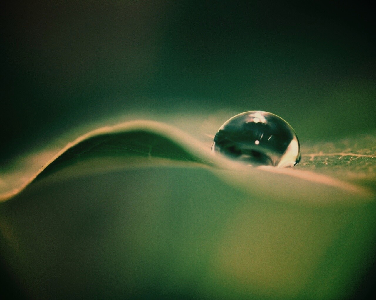 Фотография капли воды в макро обои