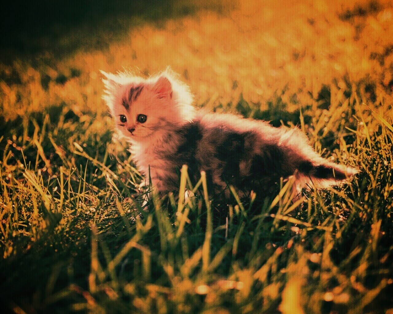 Котёнок в траве обои