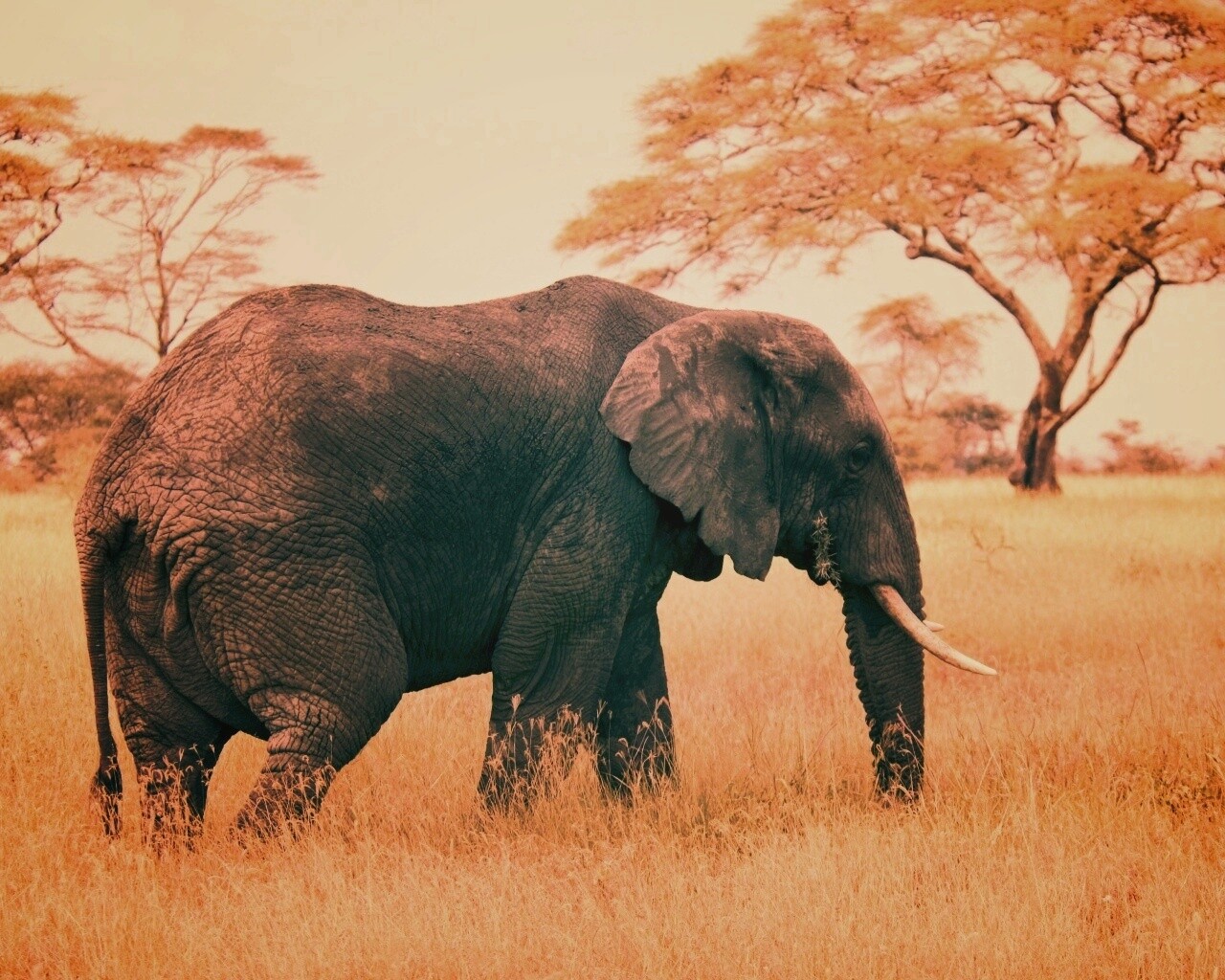 Elephant обои