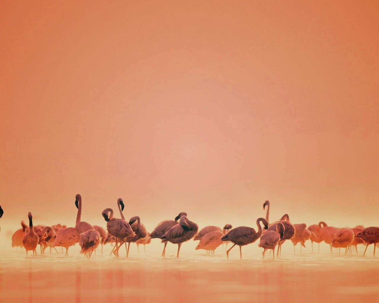 Flamingos обои