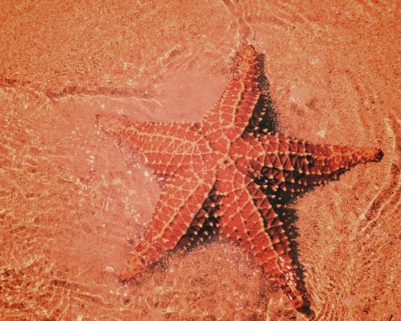 Морская звезда обои