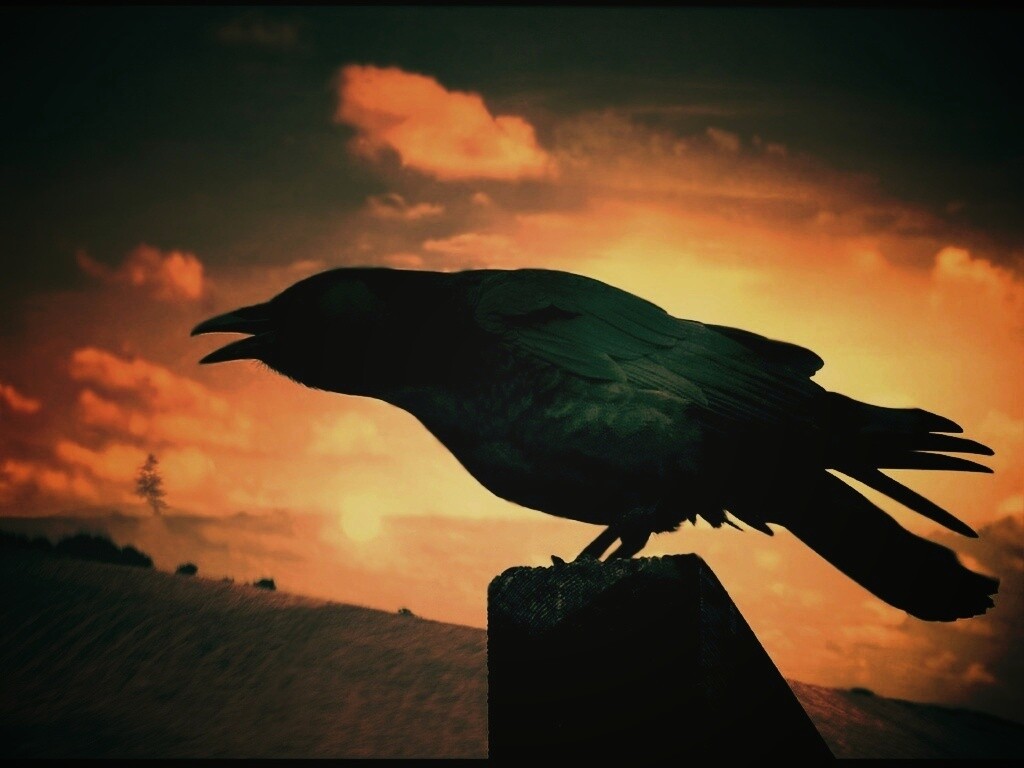 Чёрный ворон обои