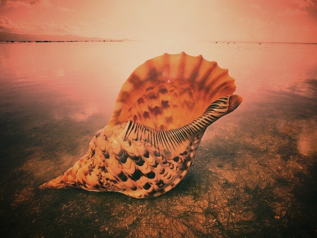 Морская раковина обои