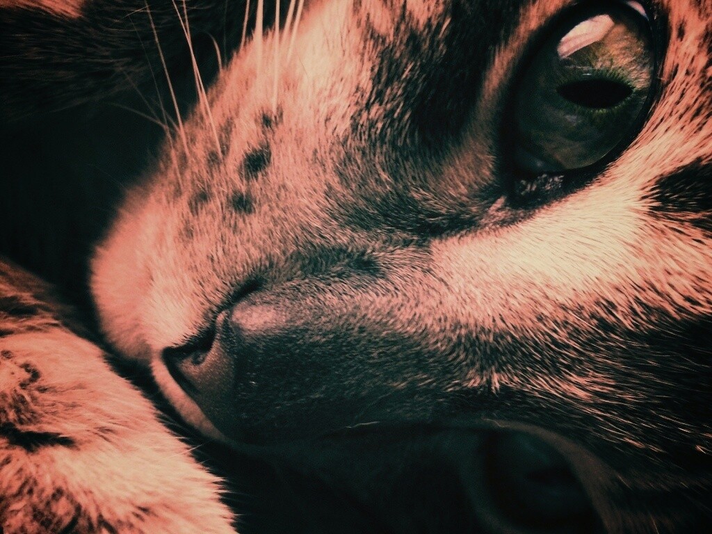 Мордашка кота крупным планом обои