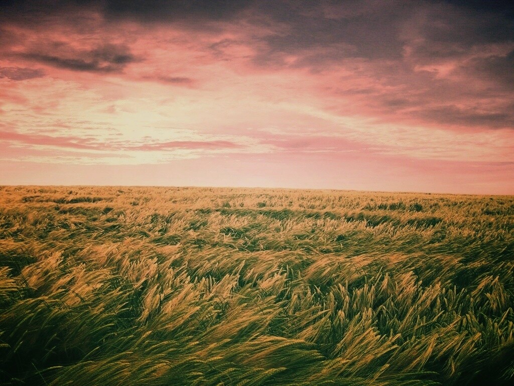 Море трав обои