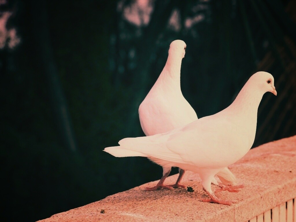 Два белых голубя обои