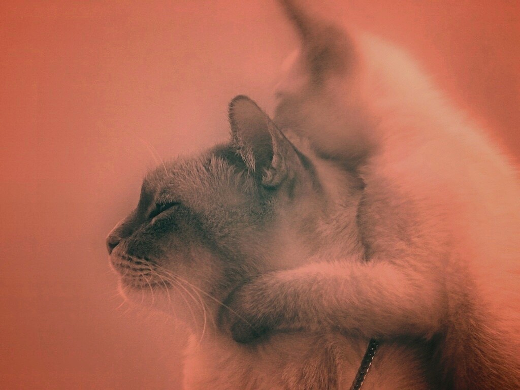 Котёнок обнимает маму обои