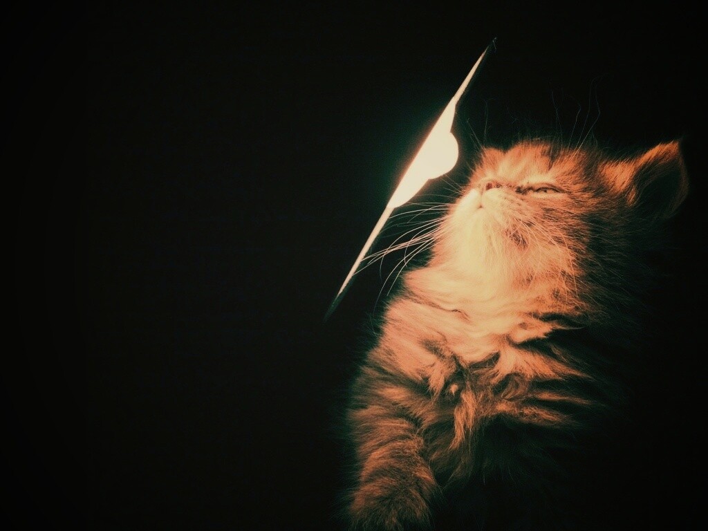 Котя на свету обои