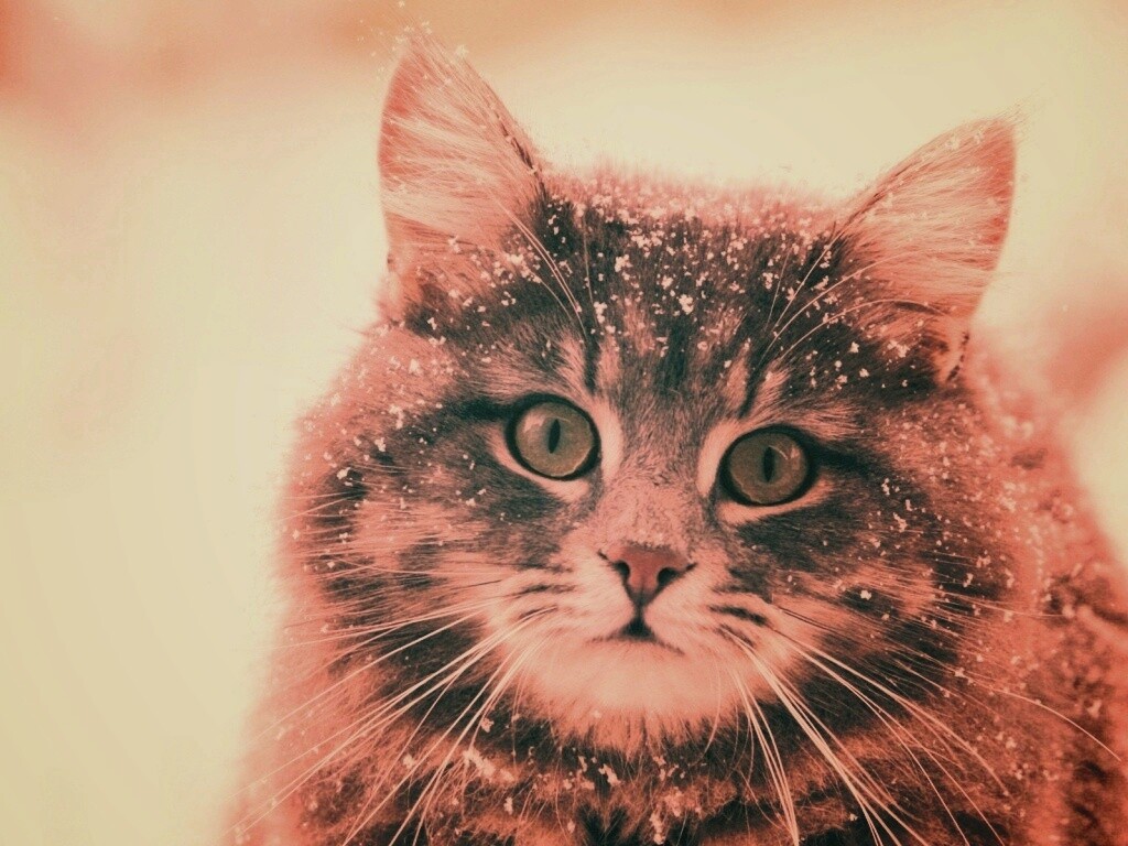Кот в снегу обои