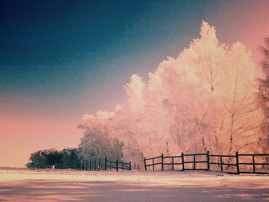 Зимний лес обои