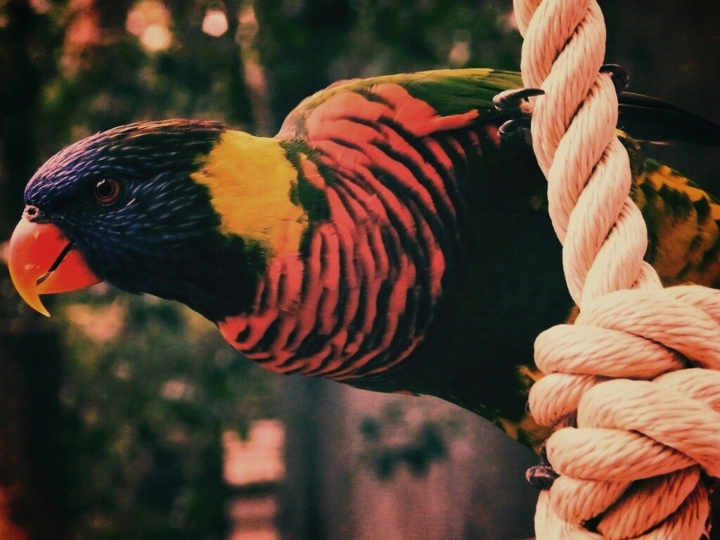 Попугай на канате обои