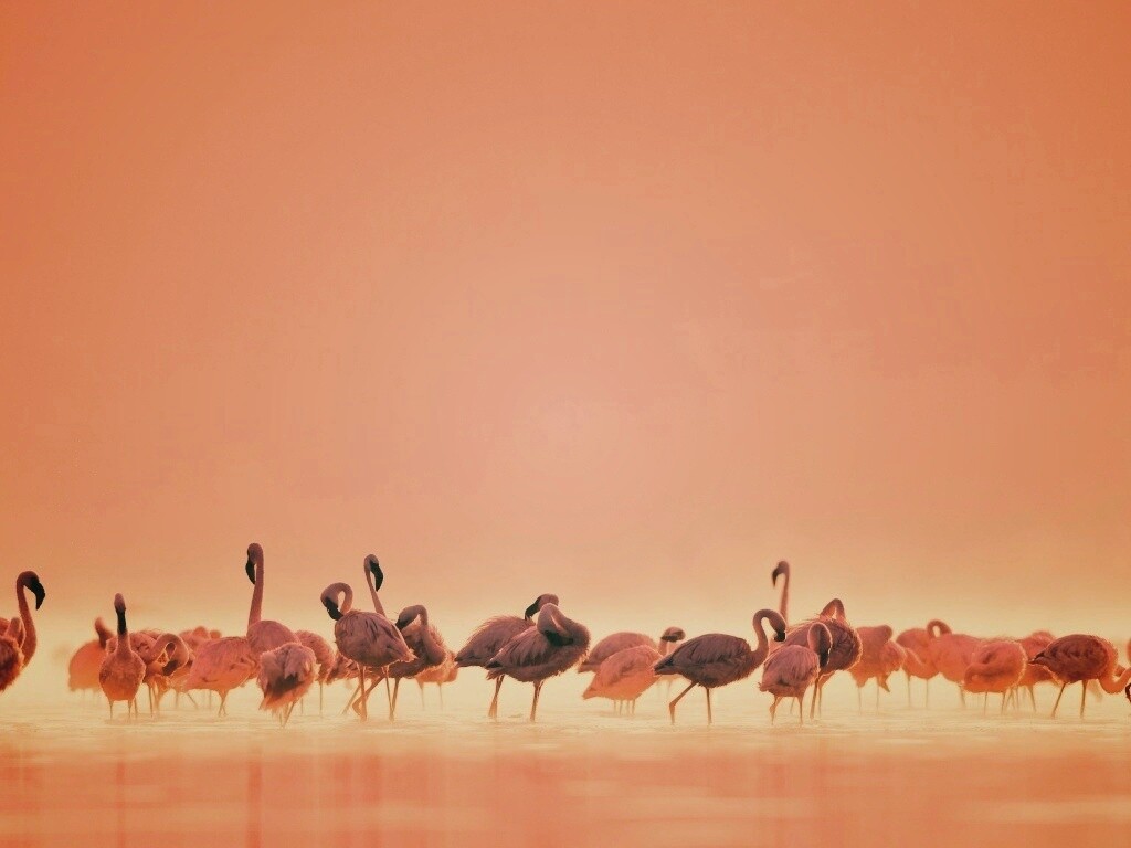 Flamingos обои