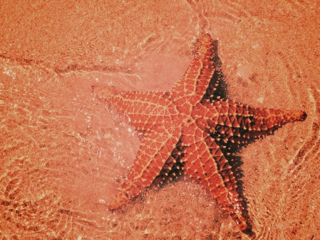 Морская звезда обои