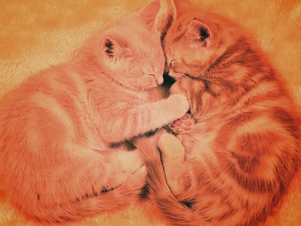 Рыжие котята в обнимку обои