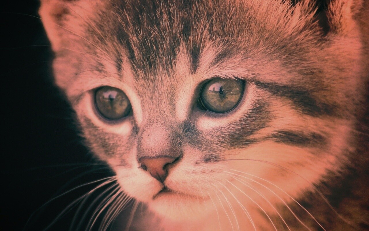 Мордочка котёнка обои