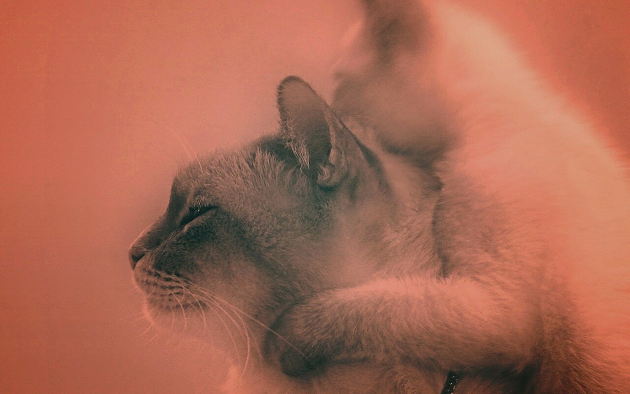 Котёнок обнимает маму обои
