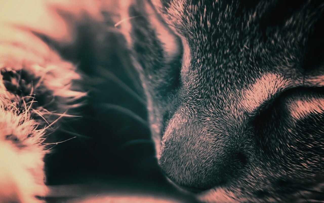 Мордочка кота обои