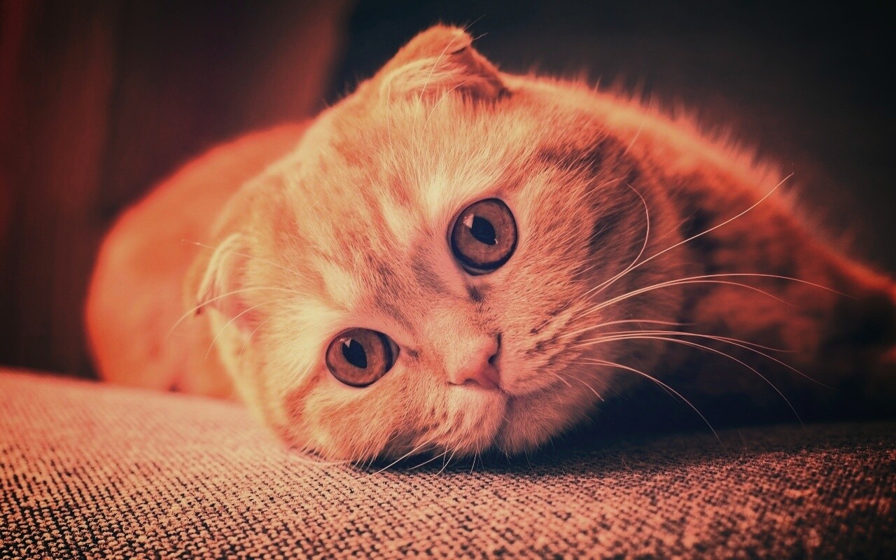Скоттиш фолд рыжий обои