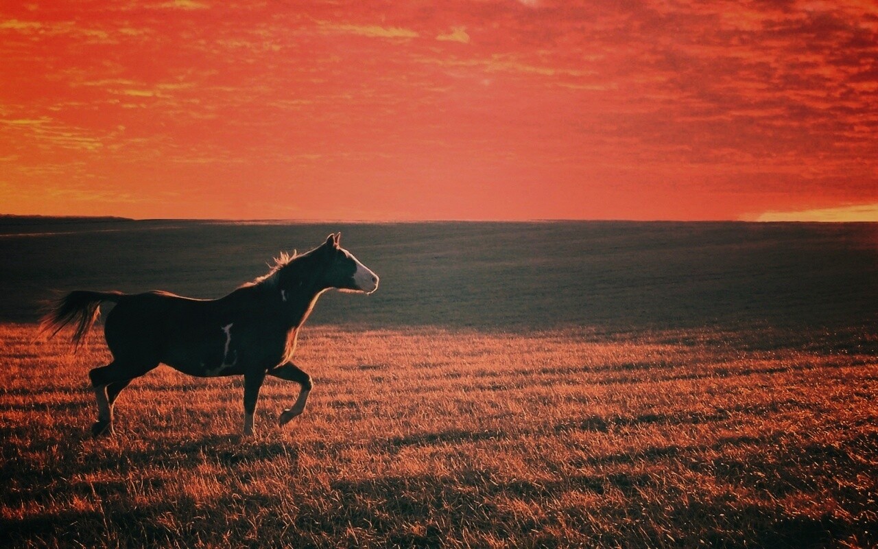 Мустанг обои