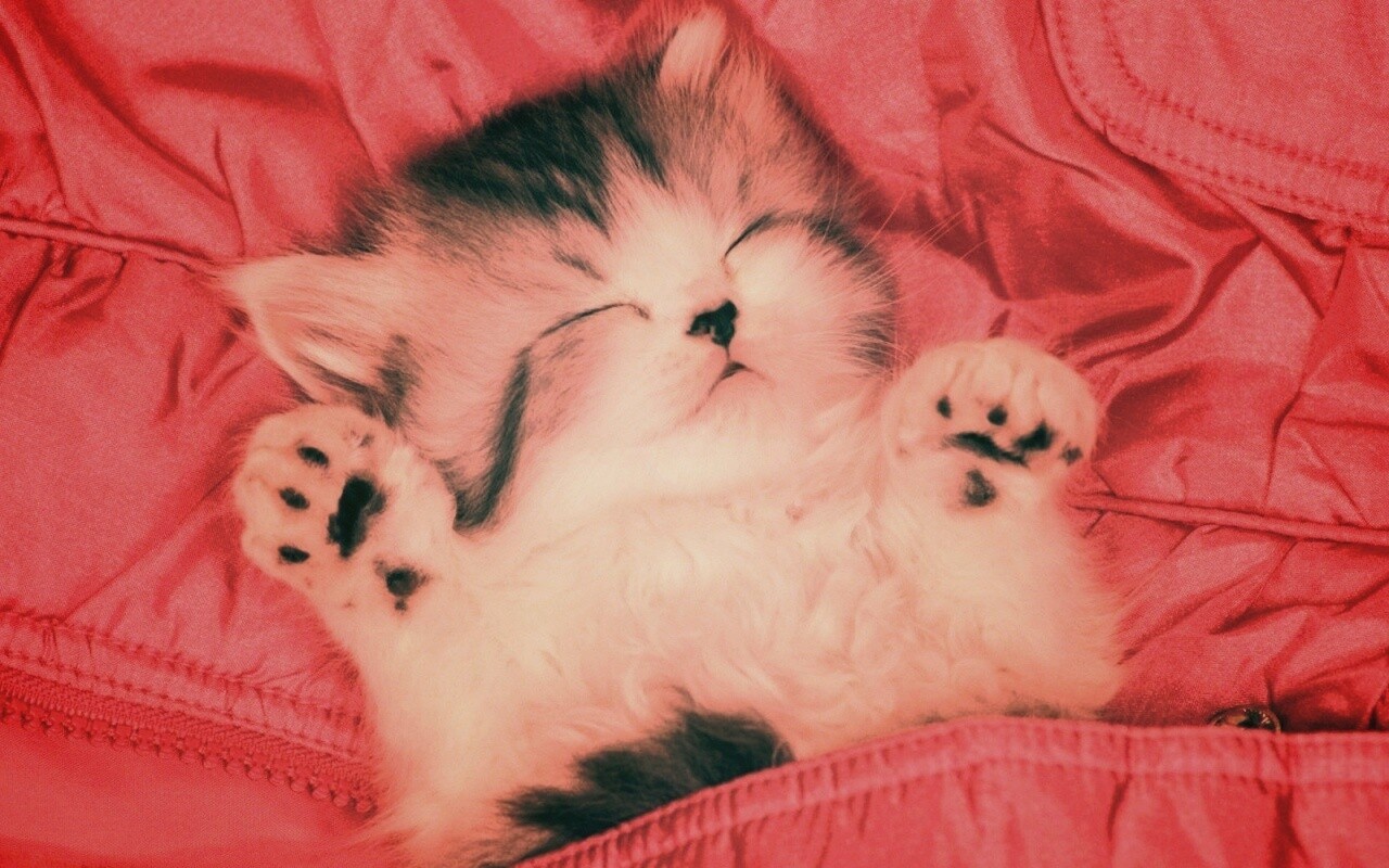 Котенок на розовой куртке обои