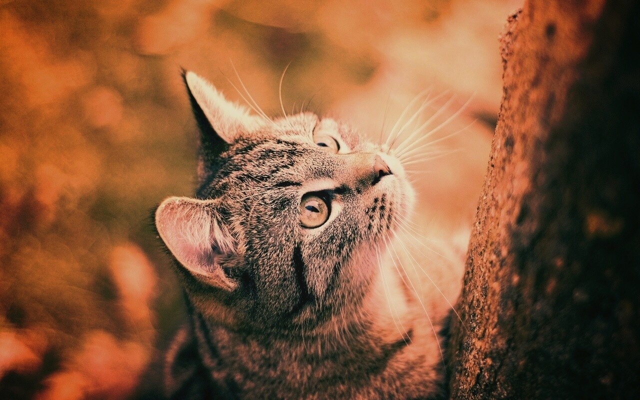 Кошак на дереве обои