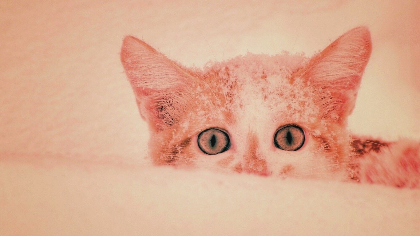 Рыжий котёнок в снегу обои