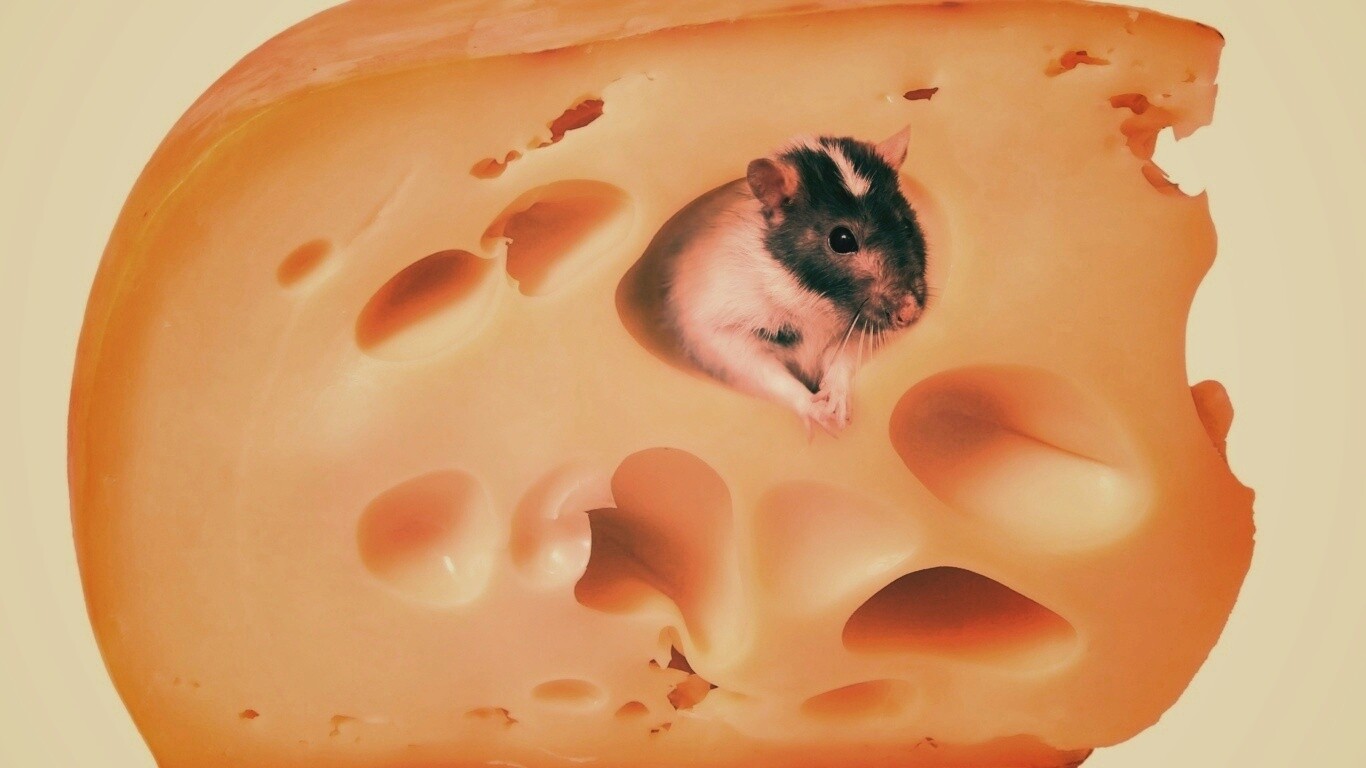 Мышка в сыре обои