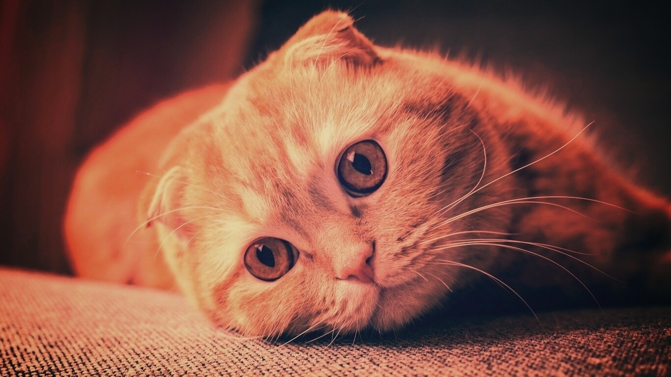 Скоттиш фолд рыжий обои