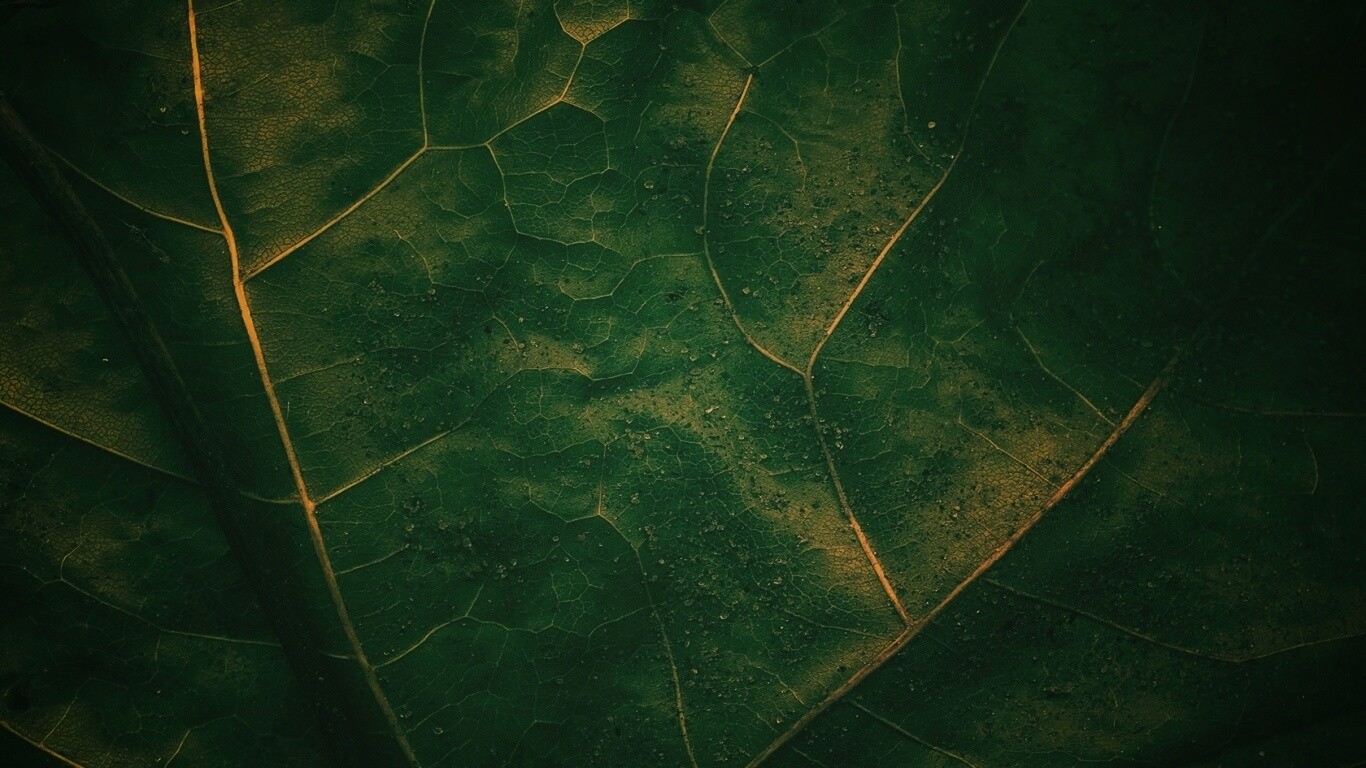 Макро зеленый лист обои