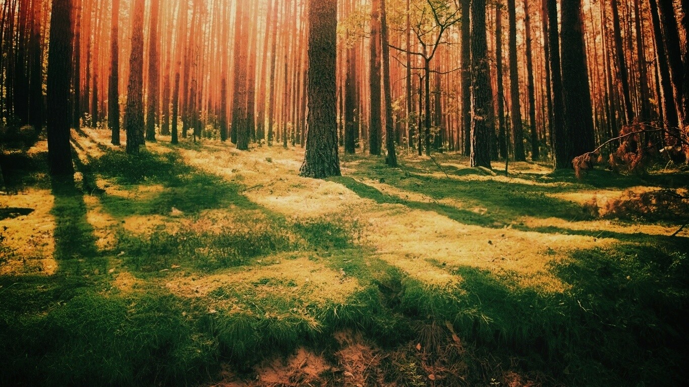 Солнечный лес обои
