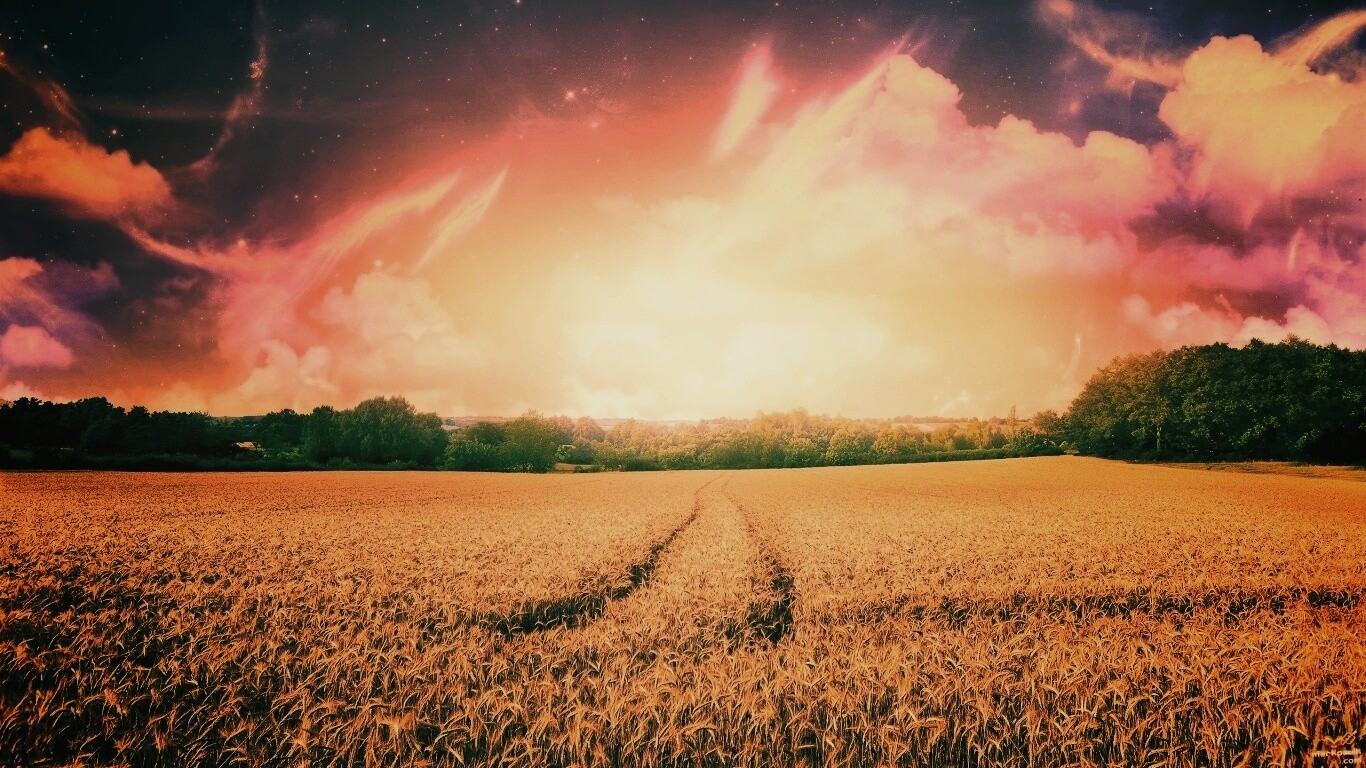 Поле обои