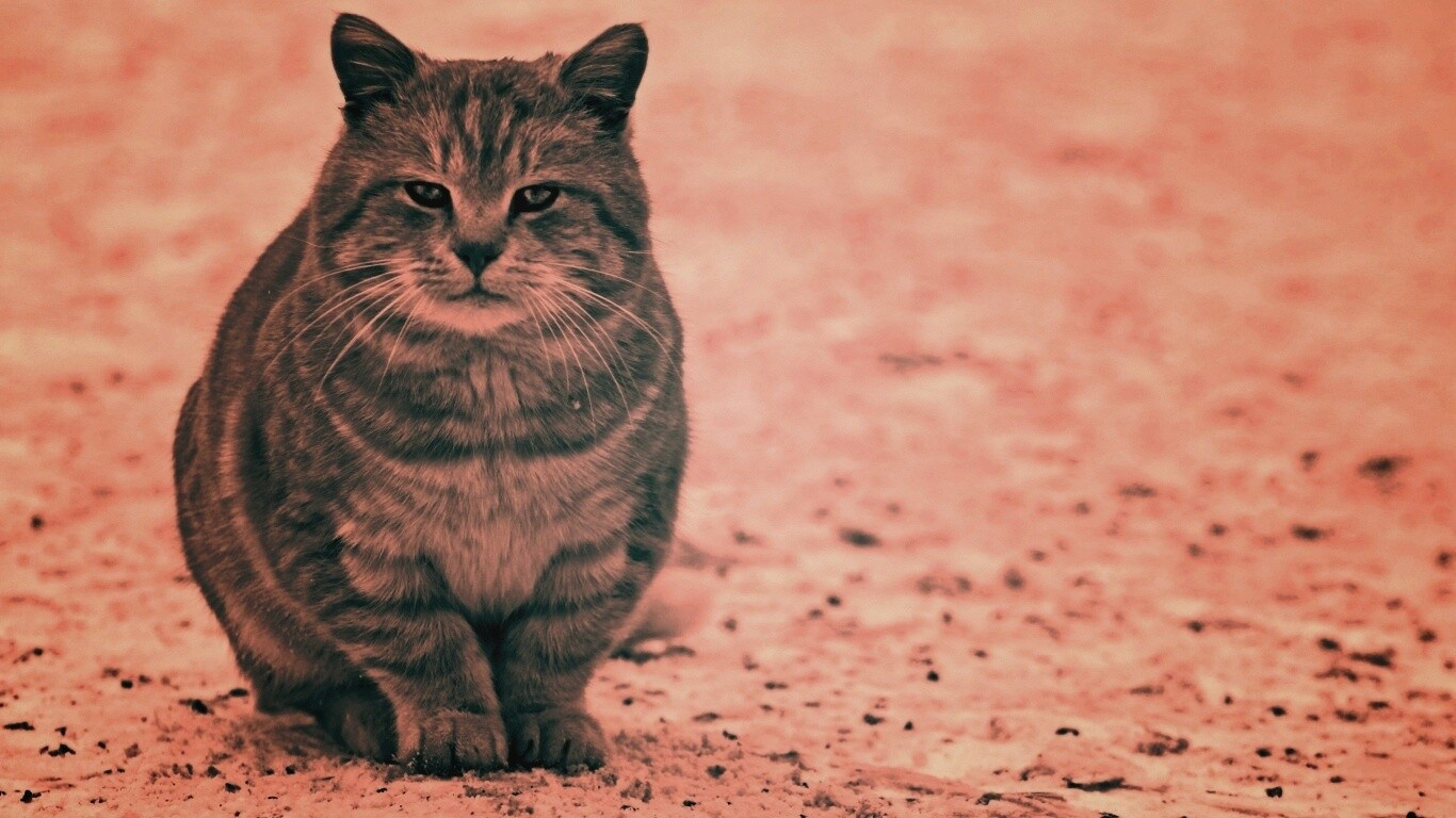 Тяжелый взгляд котэ обои