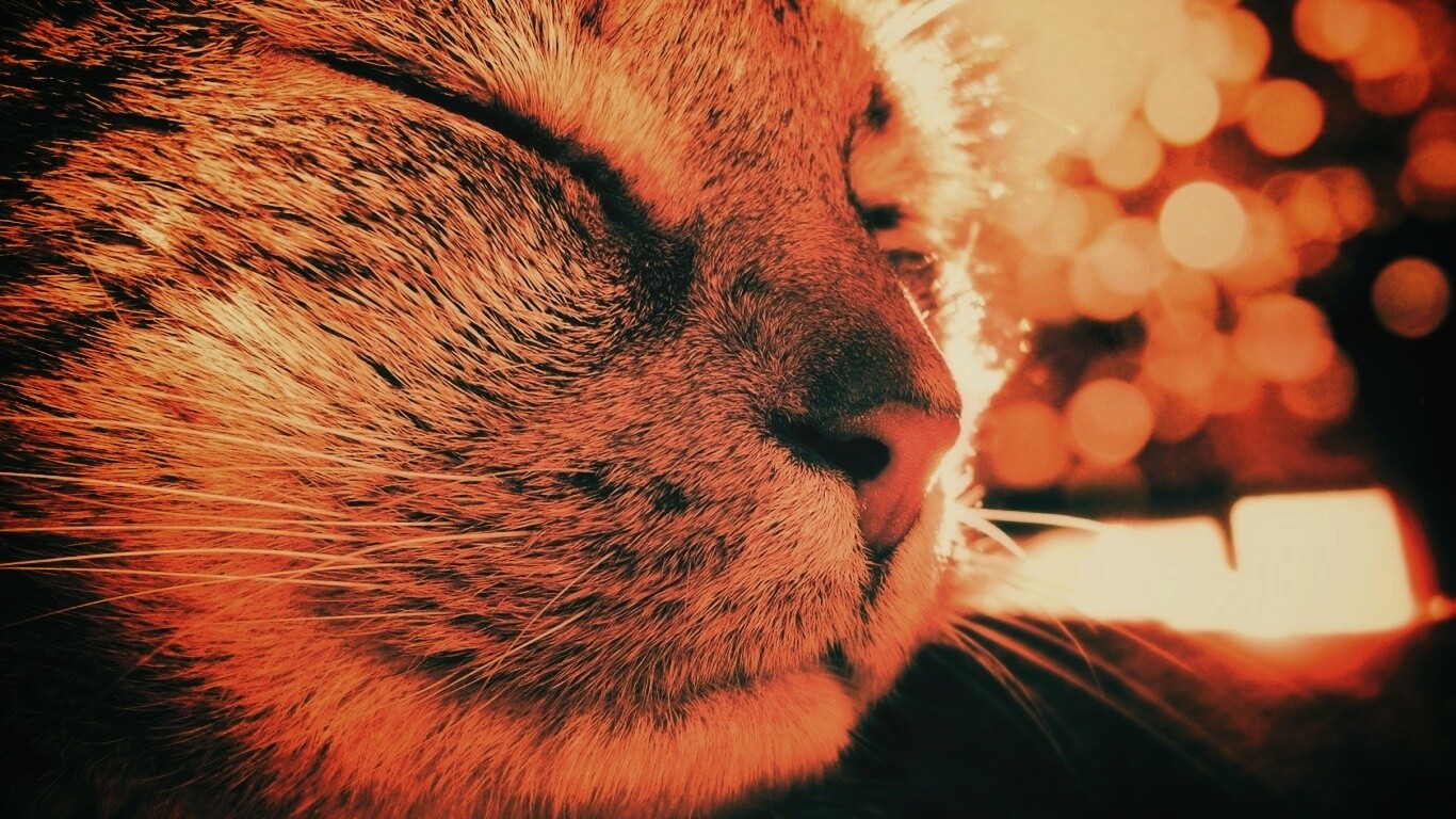 Спящий на солнце рыжий кот обои