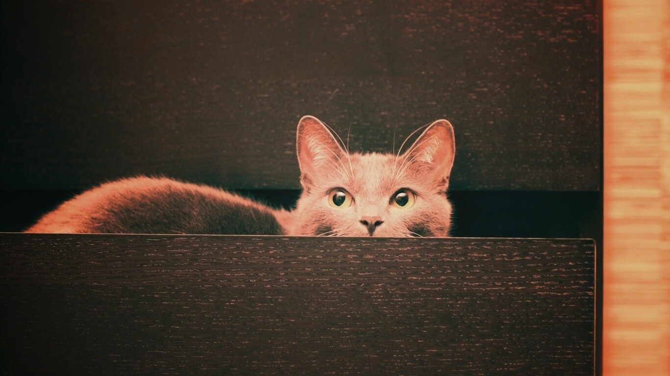 Кот в ящике комода обои