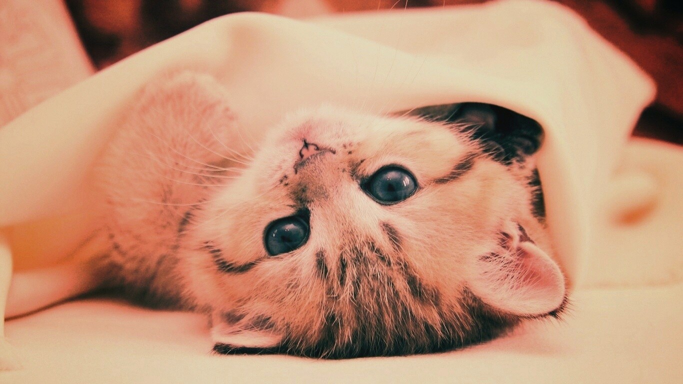 Котёнок вверх ногами обои