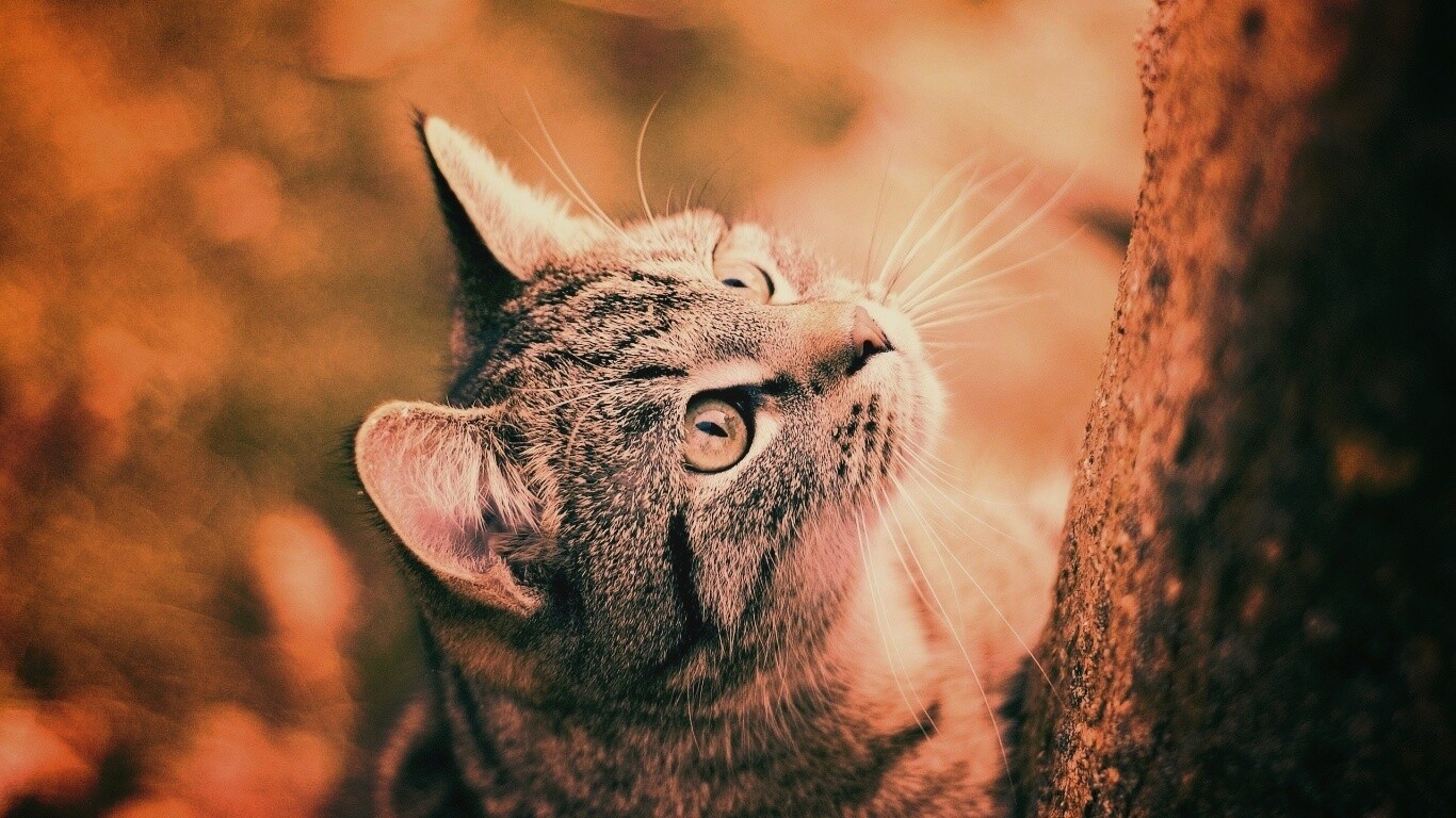 Кошак на дереве обои