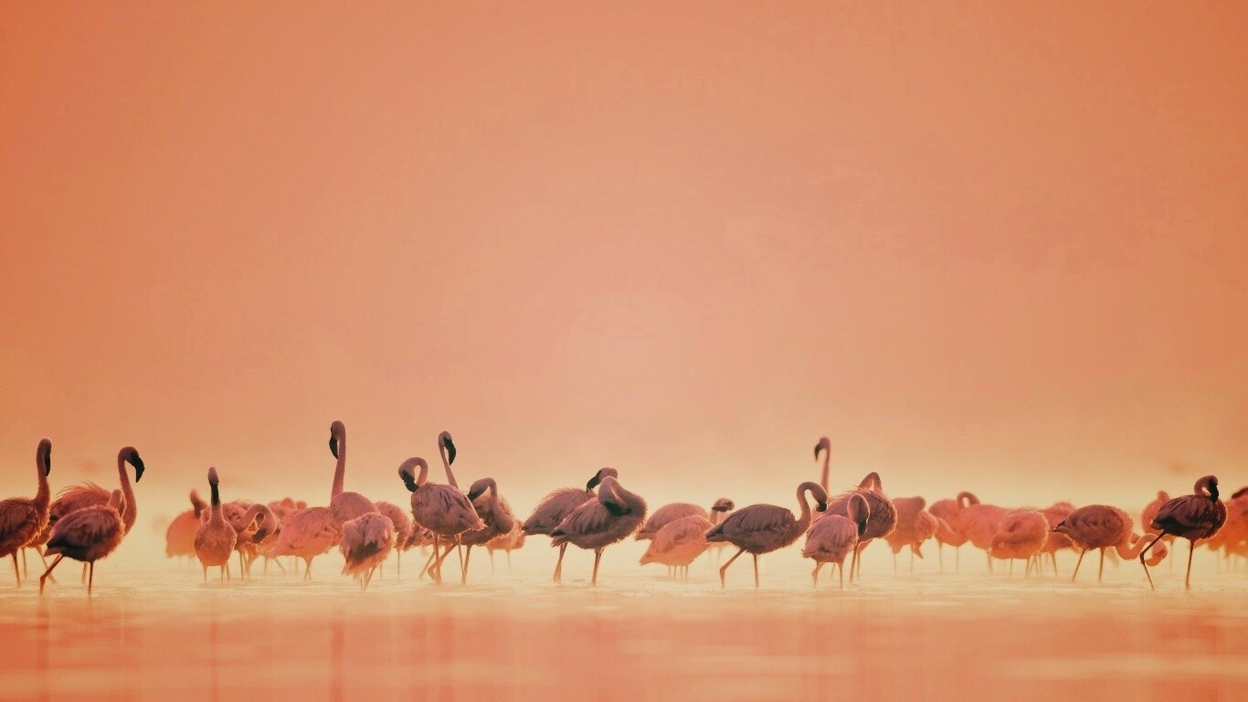 Flamingos обои