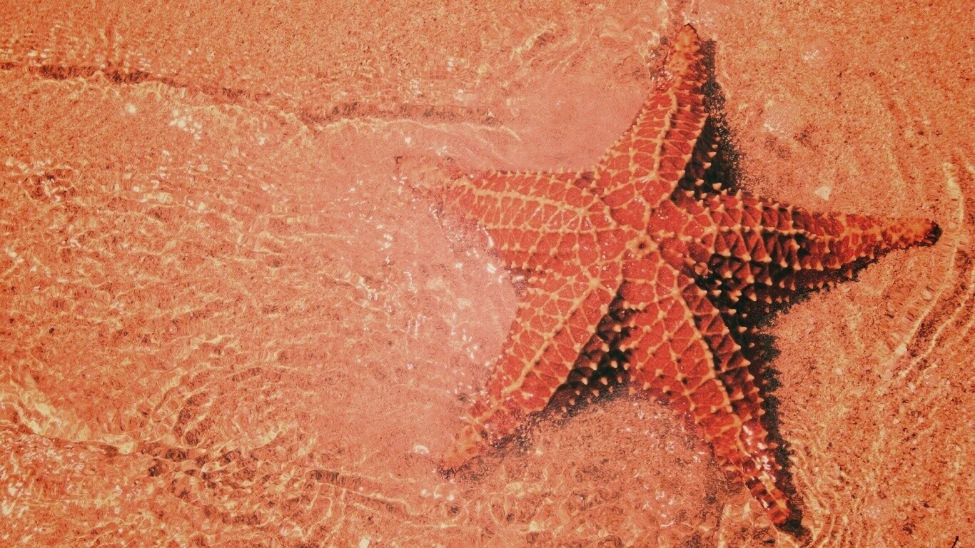 Морская звезда обои