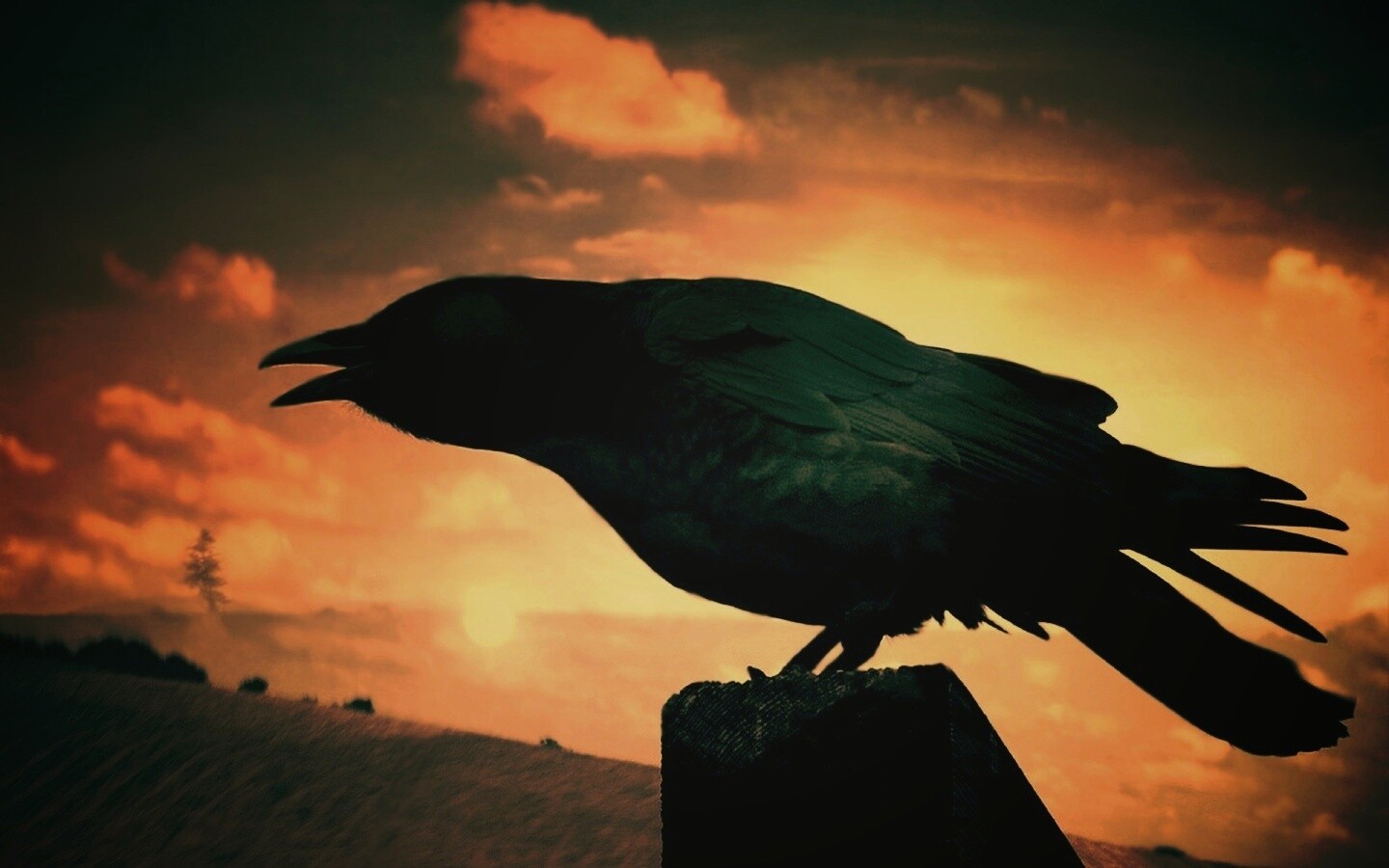Чёрный ворон обои