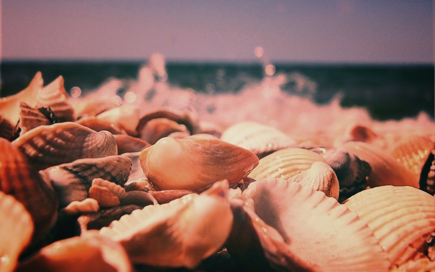 Морские ракушки обои