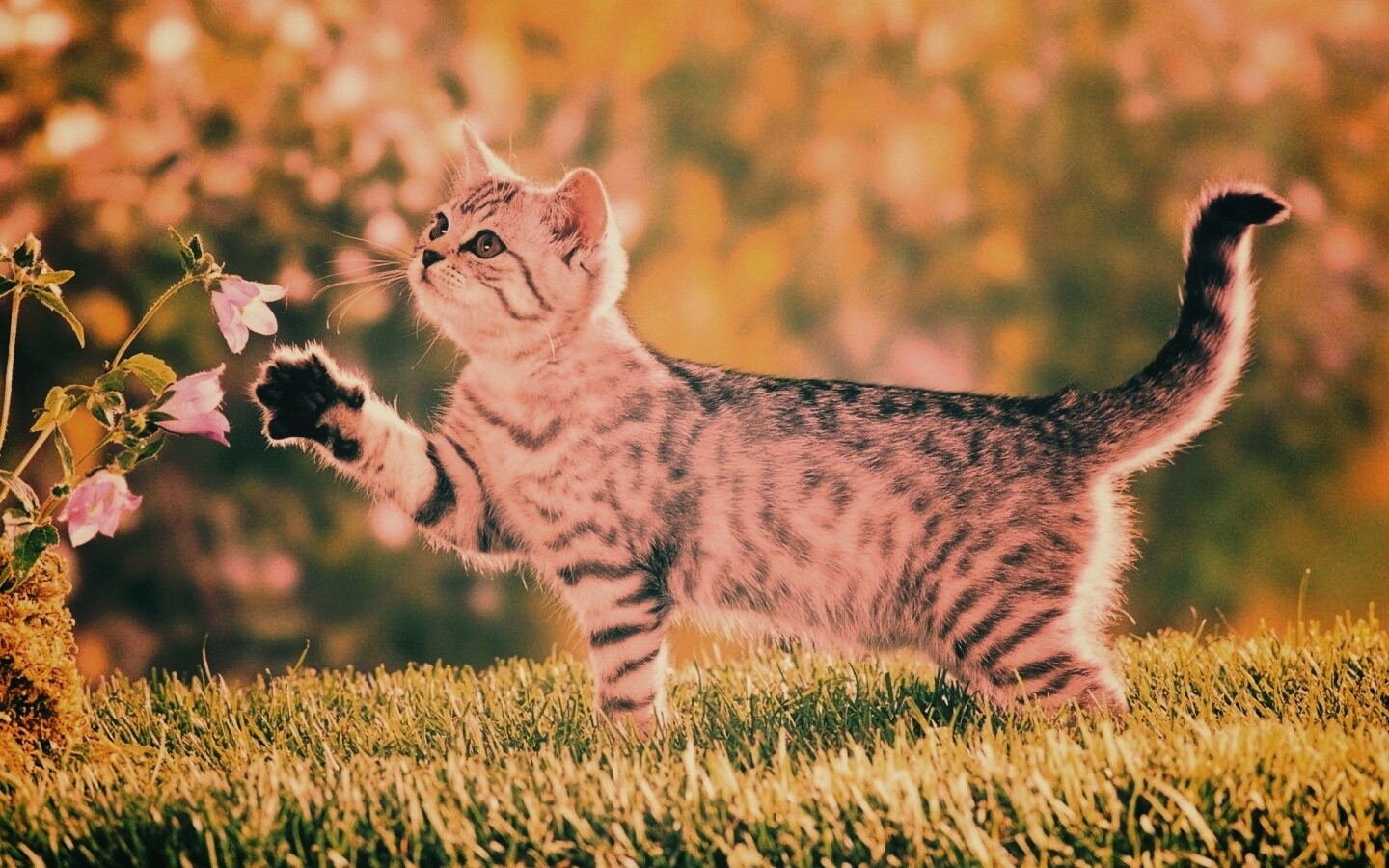 Котенок играет с цветами обои
