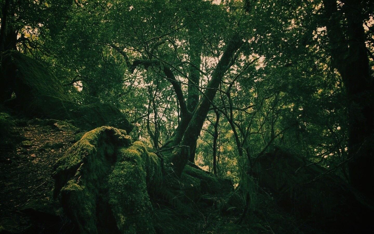 Чаща мшистого леса обои