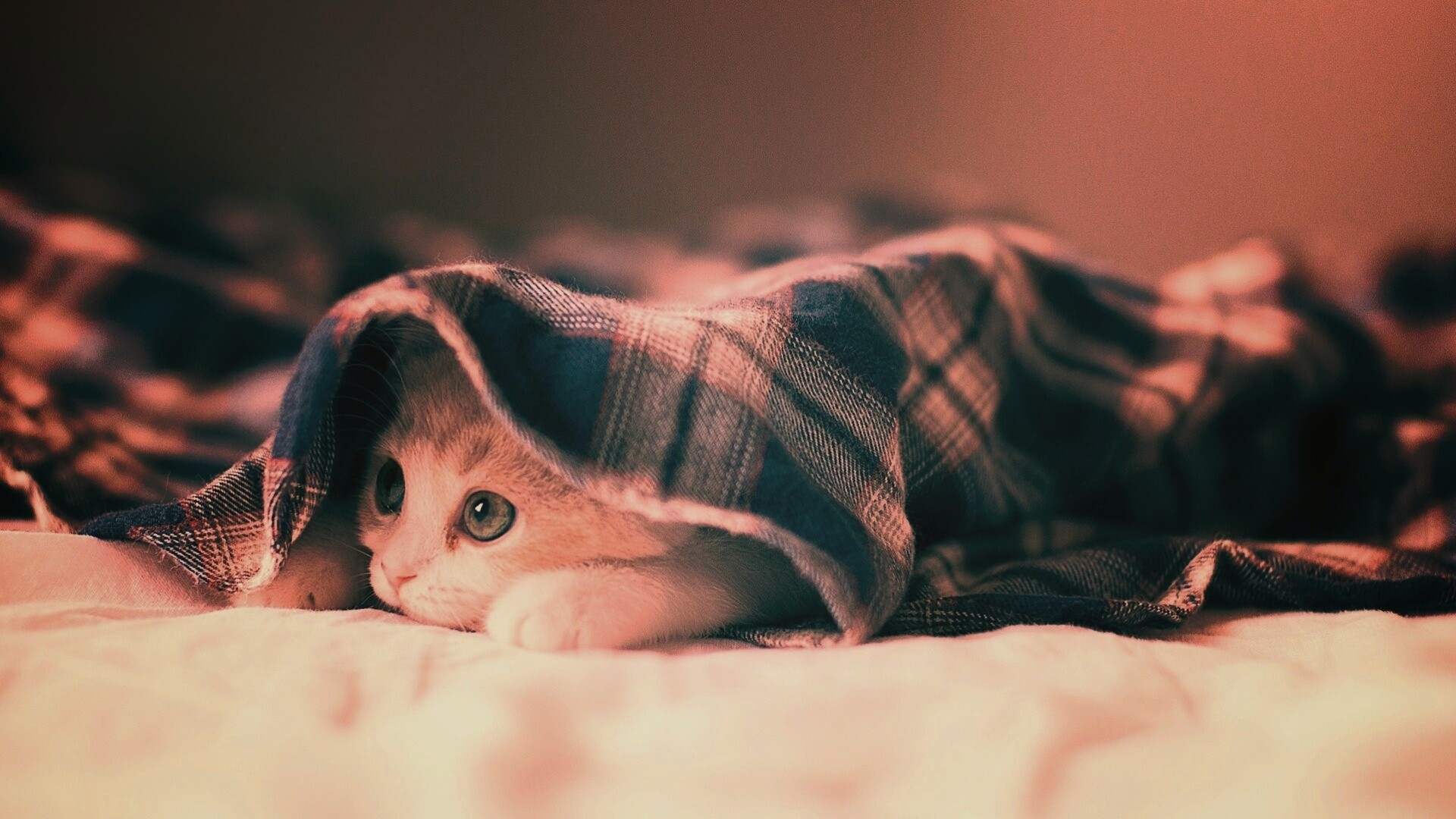 Котенок под одеялом обои