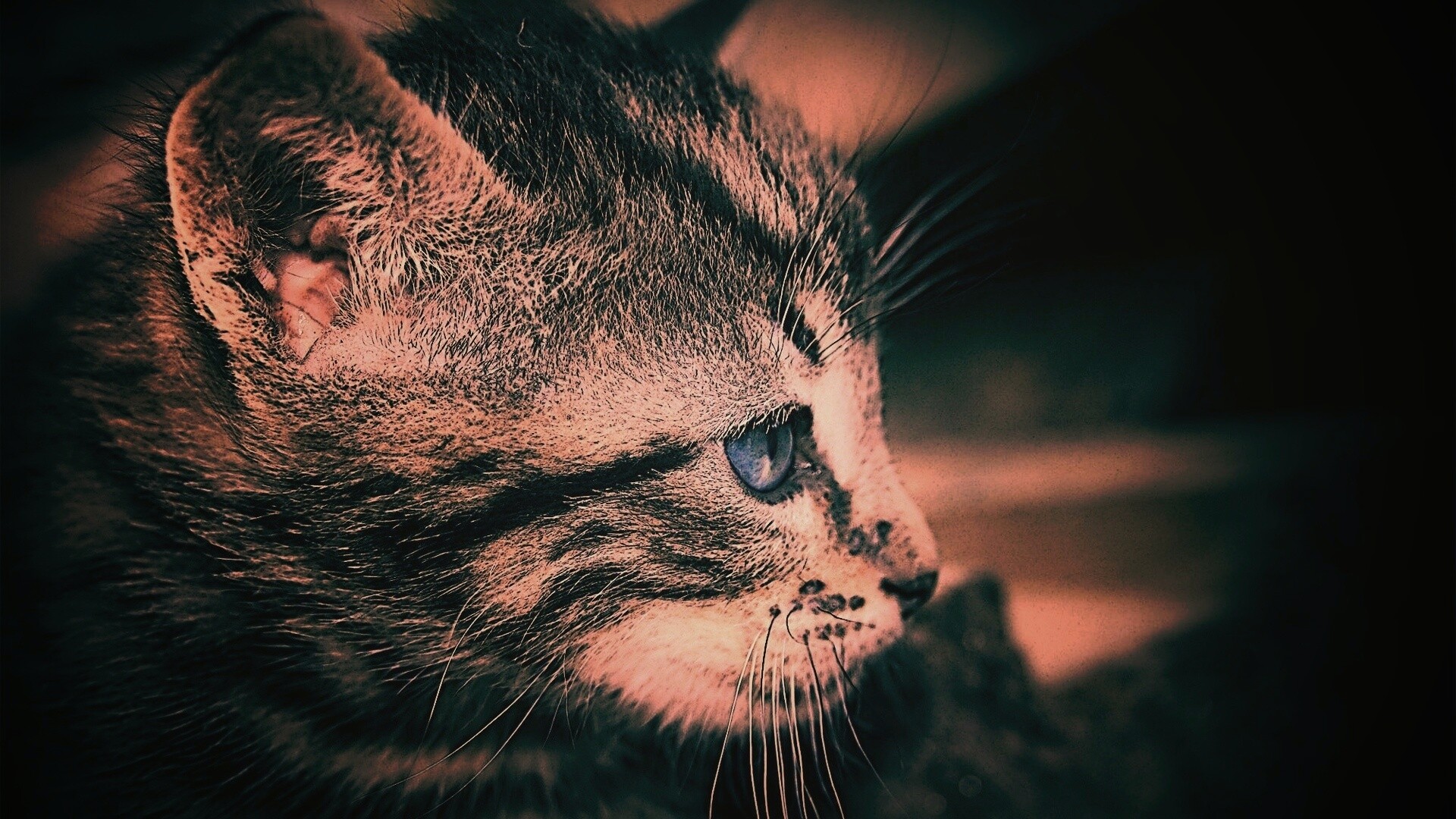Котенок с голубыми глазами обои